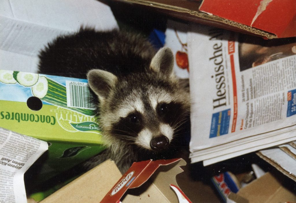 raccoon, raccoon in rubbish, dumpster drive, raccoon in dumpster, dumpster rental Charlotte NC