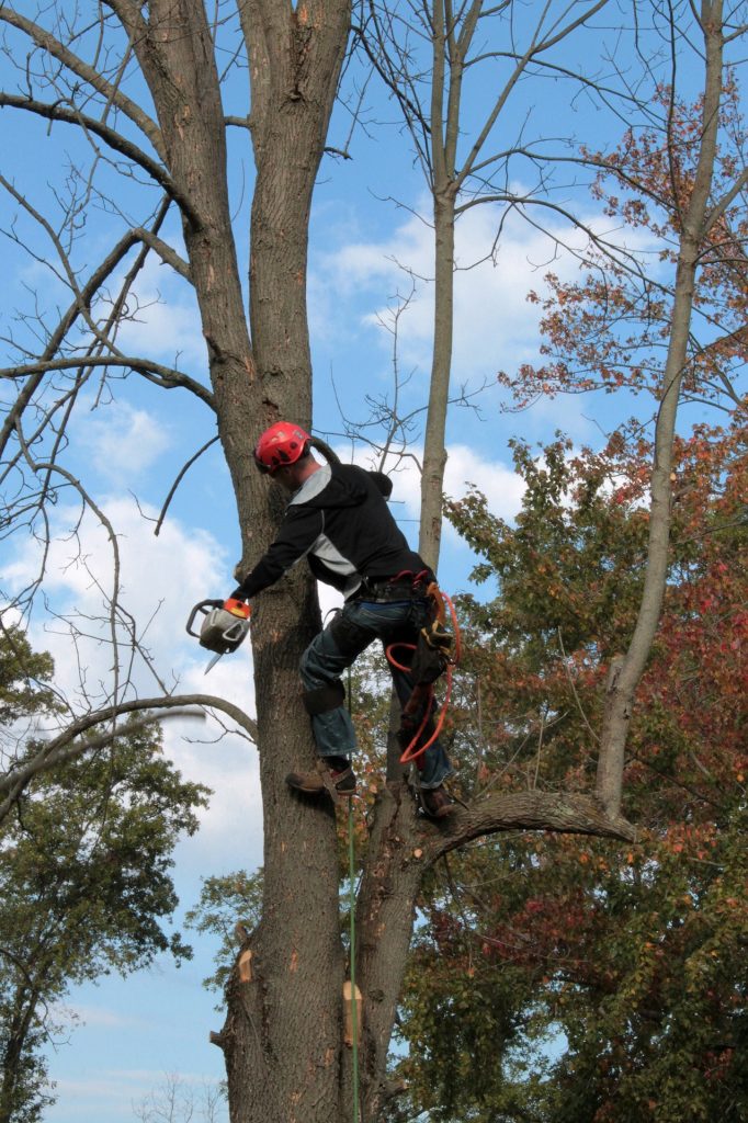 tree trimming, tree trimmer, landscape work, dead tree branch removal